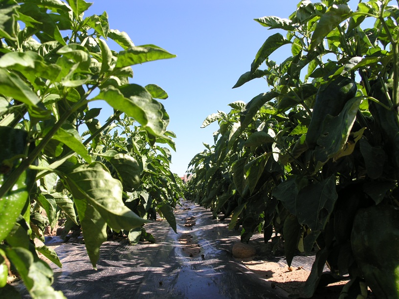 Líneas de cultivo agroecológico